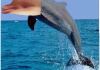 The Dolphin You Want To Kiss…