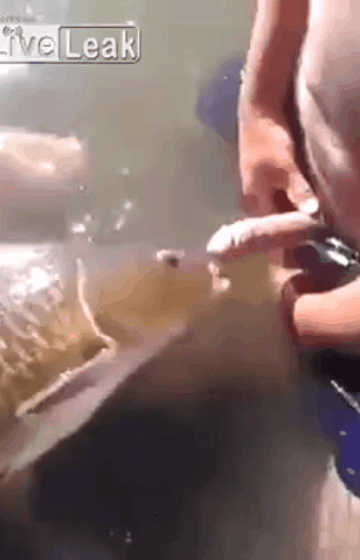 Getting A Blow Job From A Fish